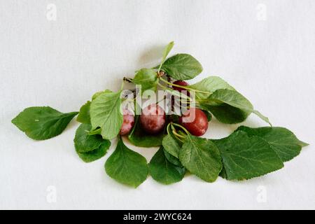 plums on a branch with leaves on a white background Stock Photo