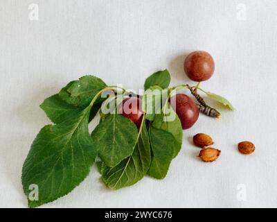 three plums on a branch with leaves and three seeds on a white background Stock Photo
