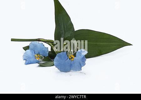 Tag-Blum flower (commelina communis) on a white background Stock Photo