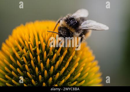 Bee collecting pollens from a yellow coneflower while being covered in pollen herself captured as macro photo Stock Photo