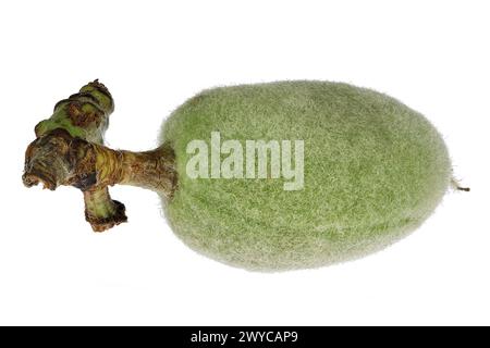 green almond (cagla badem) from Turkey isolated on white background Stock Photo