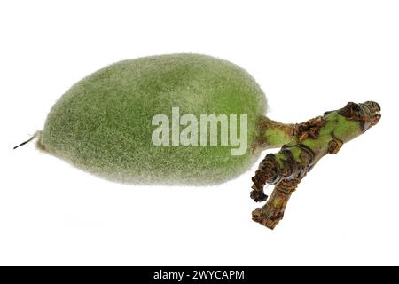 green almond (cagla badem) from Turkey isolated on white background Stock Photo