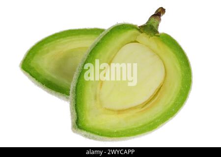 green almond (cagla badem) from Turkey isolated on white background Stock Photo