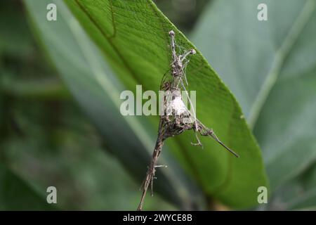 A striped lynx spider sits on its unique spider nest with its egg sac. The spider nest built from joining small dry stems using spider silk is hanging Stock Photo