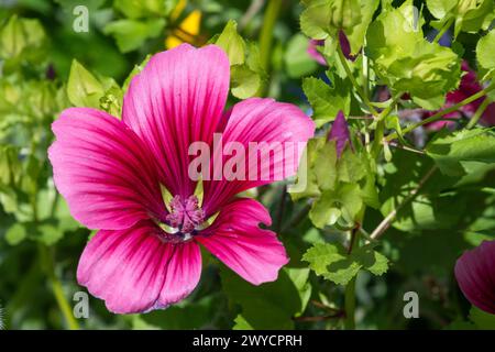 Close up of a mallow wort (malope trifida) flower in bloom Stock Photo