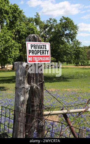 Blue Bonnets  along the Willow City Loop in Willow City, Texas, USA Stock Photo