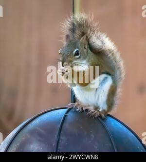 Cute little red squirrel eating a nut while perched on top of an umbrella jelly bird feeder in front of a backyard, brown wooden fence on a summer day Stock Photo