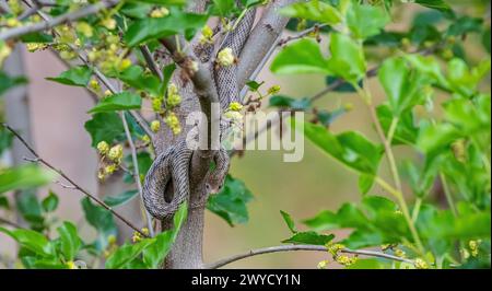 The black whip snake (Dolichophis jugularis) lives in its natural habitats in Greece, Jordan, Kuwait, Turkey and Malta.The photo shows a young individ Stock Photo