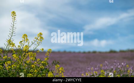 Spring fields of purple mistress (Moricandia arvensis) in Andalusia (Spain) Stock Photo