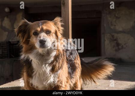 Portrait of mixed breed white and brown dog lying in front of country house Stock Photo