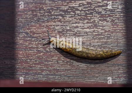 Limacus flavus, also known as cellar slug, yellow slug or tawny garden slug in Southern England, UK Stock Photo