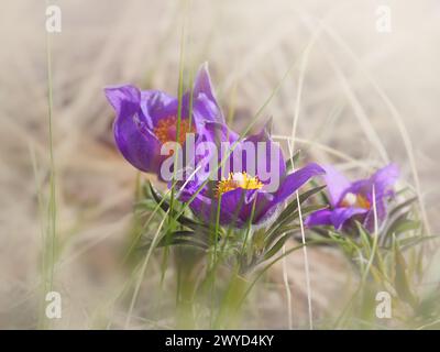 Pasque flower (Pulsatilla Rubra), also called Prairie crocus, Wind flower, Easter Flower and Meadow anemone. Toxic, the flower has a long history of m Stock Photo