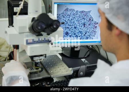 Researchers working on cell cultures. Laminar flow hood. Laboratory ...