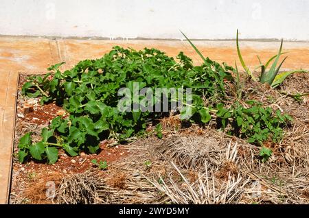 Thick Leaf Mint On The Ground Stock Photo
