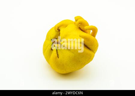 Limón deforme atacado por eryophis seldoni, o ácaro de las maravillas, aislado en blanco Stock Photo