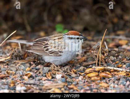 A Chipping Sparrow viewed close up on the ground with a Silverfish in its beak. Stock Photo