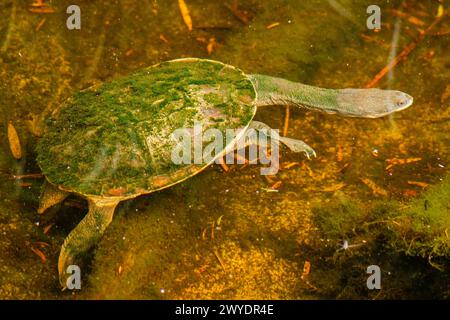 Eastern long-necked turtle is an east Australian species of snake-necked turtle that inhabits a wide variety of water bodies and is an opportunistic f Stock Photo