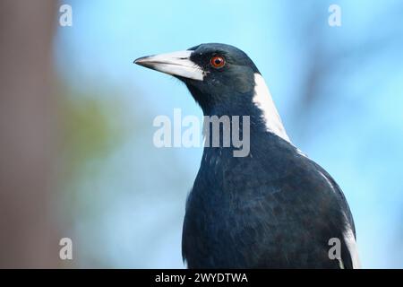 A close-up porttrait of a male Australian Magpie, Gymnorhina tibicen subspecies dorsalis, in south-west Western Australia. Stock Photo