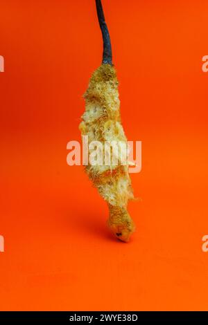 The stem where the cempedak fruit or Artocarpus Integer is attached has been eaten isolated on orange background. Stock Photo