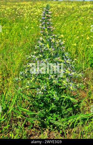 Bugloss, echium (Echium biebersteinii). Dry steppe with intensive grazing of cattle and sheep, but this plant is not eaten because it is highly poison Stock Photo