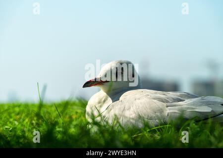 Sick seagull sits on the lawn of the city Stock Photo