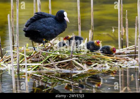 Single adult Coot on a nest with four newly hatched chicks Stock Photo