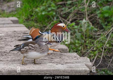 Two Mandarin ducks, male and female standing on the edge of a wooden dock Stock Photo