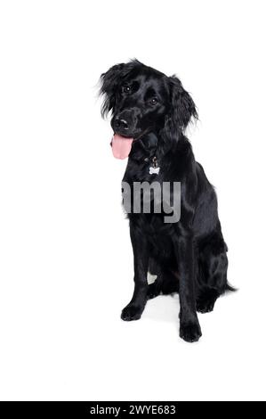 Happy Flat-Coated Retriever dog isolated on at clean white background Stock Photo