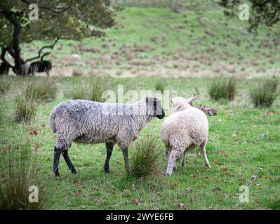 Black sheep Gotland Pelt and white sheep Texel-Perendale at Cornwall park. Auckland. Stock Photo