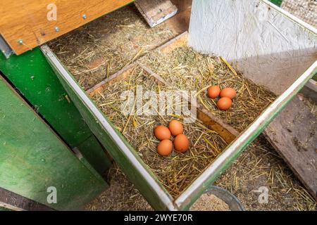 Organic raw chicken eggs in a nest at chicken coop, local farm, henhouse Stock Photo