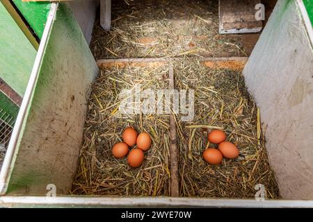 Organic raw chicken eggs in a nest at chicken coop, local farm, henhouse Stock Photo