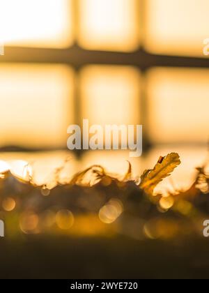 The setting sun casts a warm, golden hue over seaweed strewn along the beach. The soft focus foreground highlights the detailed texture of the seaweed Stock Photo