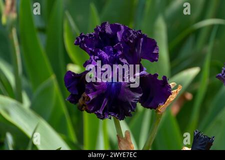 Dark purple bearded iris flower close up Stock Photo
