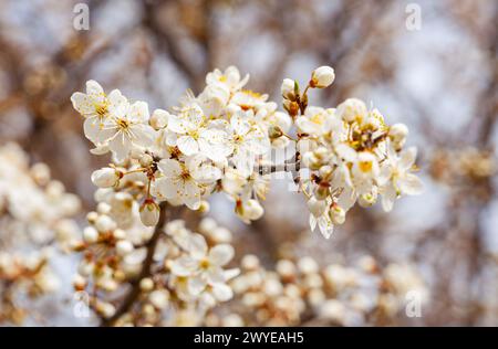 Spring. The blossom of fruit trees. White color. Fragrant flowers. Honey plants. Flowering trees. Apple blossom. High quality photo Stock Photo