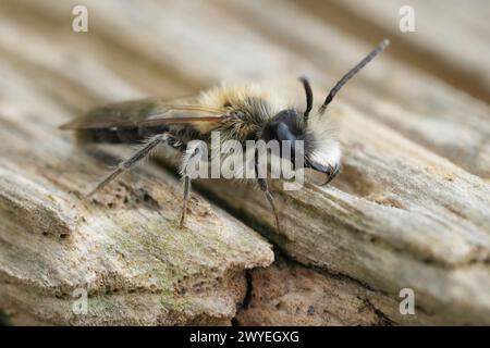 Detailed closeup on a hairy male Mellow miner, Andrena mitis on a piece of wood Stock Photo