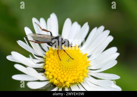 Natural closeup on a small black Bibio johannis fly sitting on a common daisy flower Stock Photo