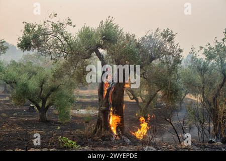 Forest fires in the prefecture of Evros in northern Greece in the biggest fire ever in Europe on August 23,  2023 Stock Photo