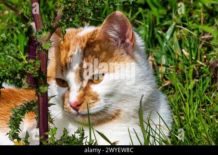 A beautiful orange cat sitting in the nature enjoying the sun Stock Photo