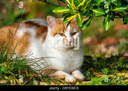A beautiful orange cat sitting in the nature enjoying the sun Stock Photo