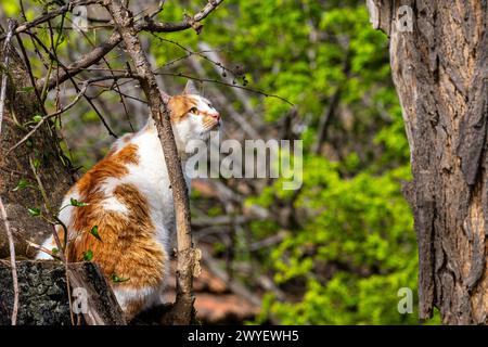 A beautiful orange cat sitting in the nature enjoying the sun Stock Photo