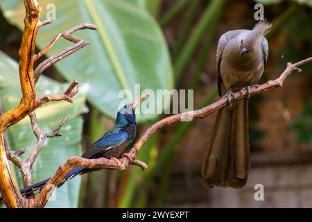 A grey loerie and the shiny metallic-green-black, Green Wood hoopoe looking at each other in a suburban Garden in Johannesburg South Africa Stock Photo