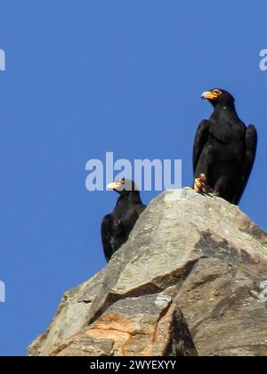 Two Verreaux’s Eagles, Perched on a boulder, against a bright blue sky in the Augrabies National Park in South Africa Stock Photo