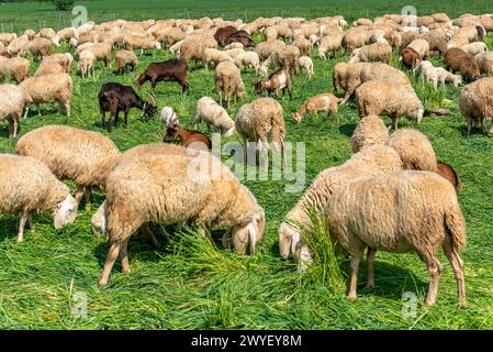 Flock of sheep and goats grazing in green spring meadow in the Po Valley in the province of Cuneo, Italy Stock Photo