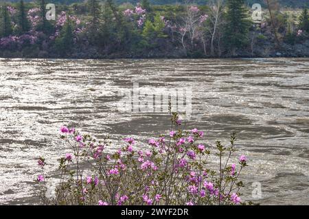 Altai Spring landscape with Rhododendron dauricum with flowers over river Katun. Stock Photo