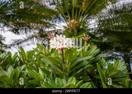 Beautiful pink and white plumeria blossoms adorn the trees on the island of Kauai, Hawaii, USA Stock Photo