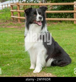 border collie Stock Photo