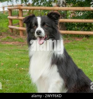 border collie Stock Photo