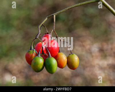 Woody nightshade / Bittersweet (Solanum dulcamara) with ripe and ripening berries growing near the coast, Dorset, UK, October. Stock Photo