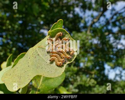 Buff-tip moth (Phalera bucephala) caterpillars feeding on a Pedunculate / English oak (Quercus robur) leaf, Wiltshire, UK, September. Stock Photo