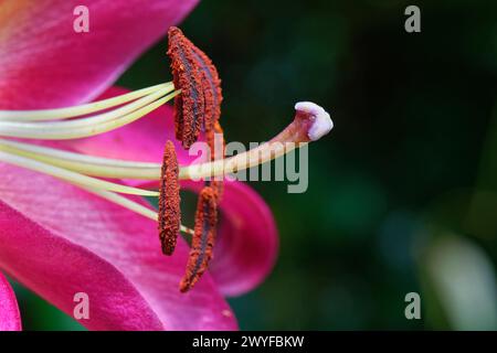 Oriental lily (Lilium orientalis) flower anthers and stigma, Wiltshire garden, UK, July Stock Photo